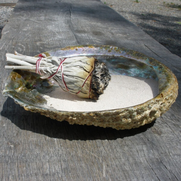 Abalone Muschel mit 100g Sand